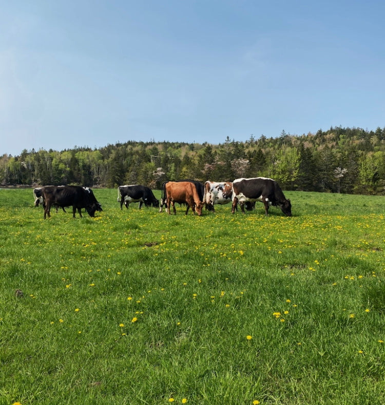Certified Organic Beef – Tide Mill Organic Farm