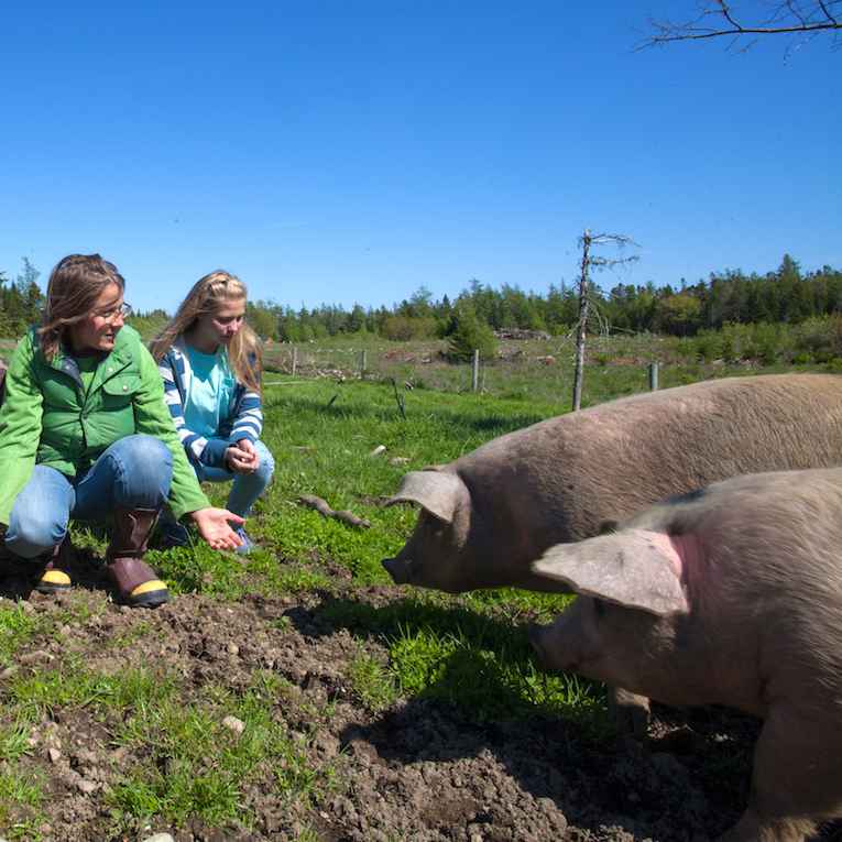 Organic Chicken, Turkey, Pork, and Beef from Tide Mill Organic Farm